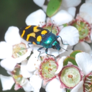 Castiarina flavopicta at Cotter River, ACT - 15 Dec 2019 11:48 AM