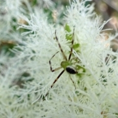 Australomisidia pilula (Lozenge-shaped Flower Spider) at Isaacs, ACT - 9 Dec 2019 by galah681