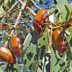 Anoplognathus montanus (Montane Christmas beetle) at Molonglo Valley, ACT - 4 Dec 2019 by galah681