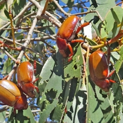 Anoplognathus montanus (Montane Christmas beetle) at Molonglo Valley, ACT - 4 Dec 2019 by galah681