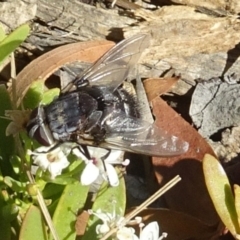 Rutilia (Donovanius) sp. (genus & subgenus) (A Bristle Fly) at Molonglo Valley, ACT - 5 Dec 2019 by galah681