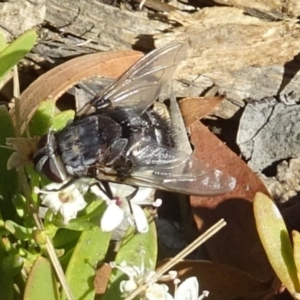 Rutilia (Donovanius) sp. (genus & subgenus) at Molonglo Valley, ACT - 5 Dec 2019 09:37 AM