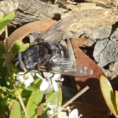 Rutilia (Donovanius) sp. (genus & subgenus) (A Bristle Fly) at Molonglo Valley, ACT - 5 Dec 2019 by galah681