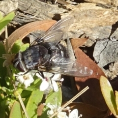 Rutilia (Donovanius) sp. (genus & subgenus) (A Bristle Fly) at Sth Tablelands Ecosystem Park - 4 Dec 2019 by galah681