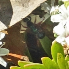 Unidentified Beetle (Coleoptera) at Sth Tablelands Ecosystem Park - 4 Dec 2019 by galah681