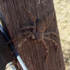 Isopeda (genus) (Huntsman Spider) at Molonglo Valley, ACT - 5 Dec 2019 by galah681