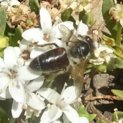 Apis mellifera (European honey bee) at Molonglo Valley, ACT - 12 Dec 2019 by galah681