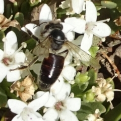 Apis mellifera at Molonglo Valley, ACT - 12 Dec 2019 10:33 AM