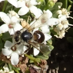 Apis mellifera at Molonglo Valley, ACT - 12 Dec 2019 10:33 AM