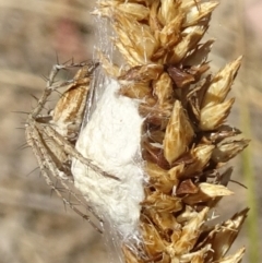 Oxyopes sp. (genus) (Lynx spider) at Molonglo Valley, ACT - 11 Dec 2019 by galah681