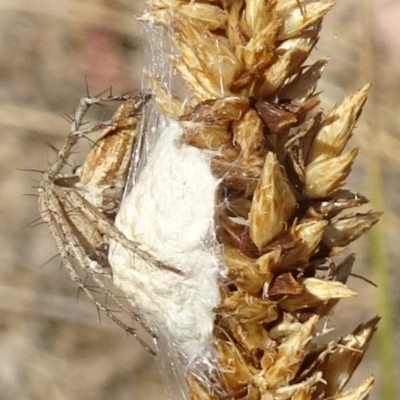 Oxyopes sp. (genus) (Lynx spider) at Molonglo Valley, ACT - 12 Dec 2019 by galah681