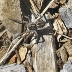 Venatrix sp. (genus) (Unidentified Venatrix wolf spider) at Sth Tablelands Ecosystem Park - 11 Dec 2019 by galah681