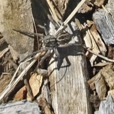 Venatrix sp. (genus) (Unidentified Venatrix wolf spider) at Molonglo Valley, ACT - 12 Dec 2019 by galah681