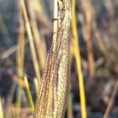 Heoclisis fundata (Antlion lacewing) at Gilmore, ACT - 16 Dec 2019 by RomanSoroka