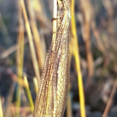 Heoclisis fundata (Antlion lacewing) at Gilmore, ACT - 16 Dec 2019 by RomanSoroka