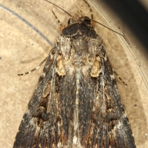 Agrotis munda at Kambah, ACT - 16 Dec 2019