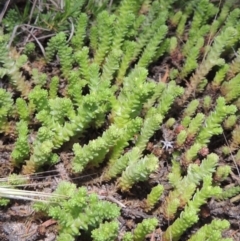 Sedum acre (Goldmoss Stonecrop) at Tennent, ACT - 11 Nov 2019 by michaelb