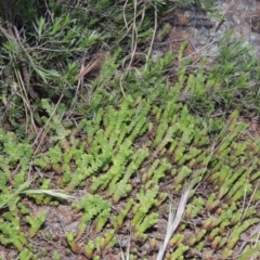 Sedum acre at Tennent, ACT - 11 Nov 2019