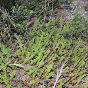 Sedum acre at Tennent, ACT - 11 Nov 2019 08:33 PM