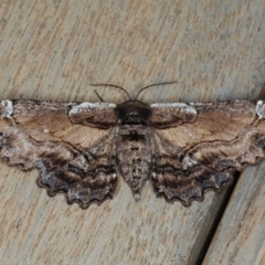 Pholodes sinistraria (Sinister or Frilled Bark Moth) at Ainslie, ACT - 16 Dec 2019 by jb2602