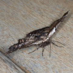 Pholodes sinistraria at Ainslie, ACT - 16 Dec 2019