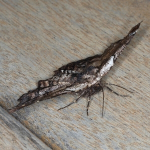 Pholodes sinistraria at Ainslie, ACT - 16 Dec 2019 10:50 PM