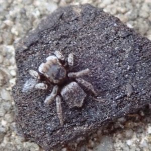 Maratus vespertilio at Spence, ACT - suppressed