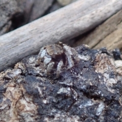 Maratus vespertilio at Spence, ACT - suppressed