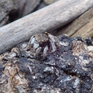 Maratus vespertilio at Spence, ACT - 17 Dec 2019