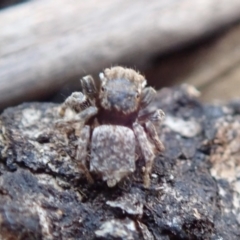 Maratus vespertilio at Spence, ACT - 17 Dec 2019