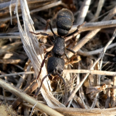 Pseudoneoponera sp. (genus) (Foaming ants) at Googong, NSW - 16 Dec 2019 by Wandiyali