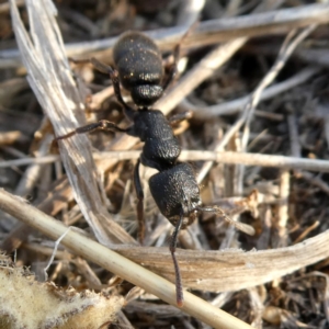 Pseudoneoponera sp. (genus) at Googong, NSW - 17 Dec 2019 07:49 AM