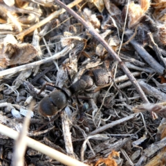 Pseudoneoponera sp. (genus) at Googong, NSW - 17 Dec 2019 07:49 AM