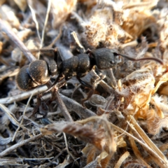 Pseudoneoponera sp. (genus) at Googong, NSW - 17 Dec 2019 07:49 AM