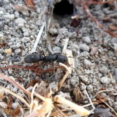 Pseudoneoponera sp. (genus) at Googong, NSW - 17 Dec 2019