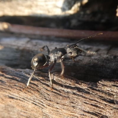 Polyrhachis sp. (genus) (A spiny ant) at Wandiyali-Environa Conservation Area - 16 Dec 2019 by Wandiyali