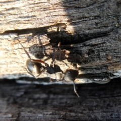 Polyrhachis sp. (genus) at Googong, NSW - 17 Dec 2019
