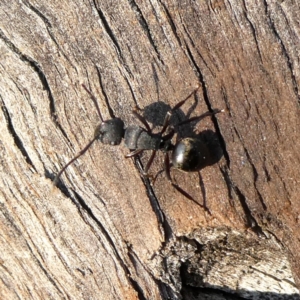 Polyrhachis sp. (genus) at Googong, NSW - 17 Dec 2019