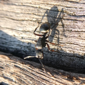 Polyrhachis sp. (genus) at Googong, NSW - 17 Dec 2019