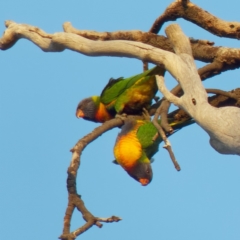 Trichoglossus moluccanus (Rainbow Lorikeet) at Chisholm, ACT - 16 Dec 2019 by RomanSoroka