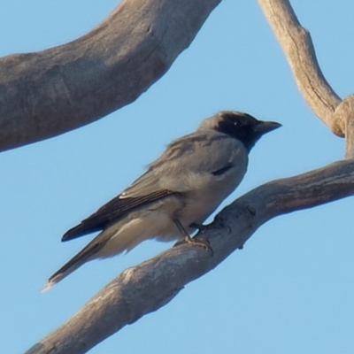 Coracina novaehollandiae (Black-faced Cuckooshrike) at Chisholm, ACT - 16 Dec 2019 by RomanSoroka