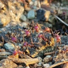 Iridomyrmex purpureus (Meat Ant) at Chisholm, ACT - 16 Dec 2019 by RomanSoroka