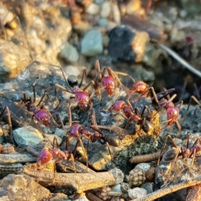 Iridomyrmex purpureus (Meat Ant) at Chisholm, ACT - 16 Dec 2019 by Roman