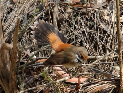 Rhipidura rufifrons (Rufous Fantail) at Bundanoon, NSW - 17 Dec 2019 by Snowflake