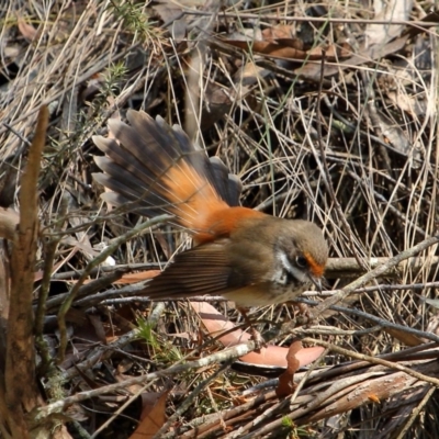 Rhipidura rufifrons (Rufous Fantail) at Wingecarribee Local Government Area - 16 Dec 2019 by Snowflake