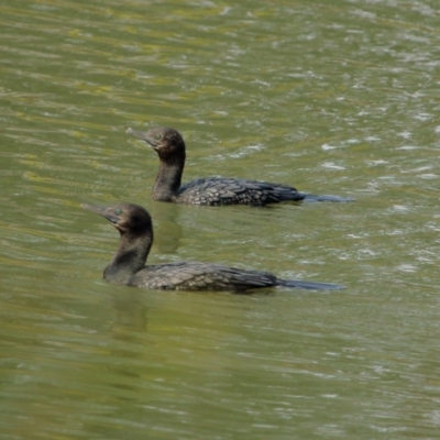 Phalacrocorax sulcirostris (Little Black Cormorant) at Wingecarribee Local Government Area - 15 Dec 2019 by Snowflake