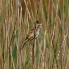 Acrocephalus australis (Australian Reed-Warbler) at Burradoo - 14 Dec 2019 by Snowflake