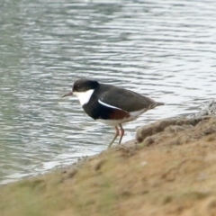 Erythrogonys cinctus (Red-kneed Dotterel) at Moss Vale, NSW - 15 Dec 2019 by Snowflake