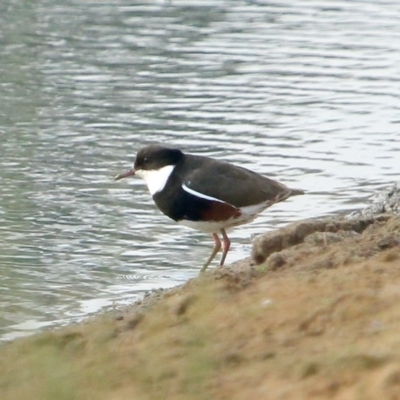 Erythrogonys cinctus (Red-kneed Dotterel) at Wingecarribee Local Government Area - 14 Dec 2019 by Snowflake