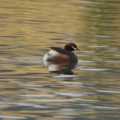 Tachybaptus novaehollandiae (Australasian Grebe) at Moss Vale, NSW - 15 Dec 2019 by Snowflake